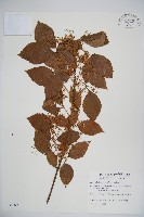 藏品(紅子莢迷)的圖片