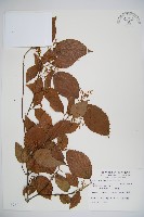 藏品(紅子莢迷)的圖片