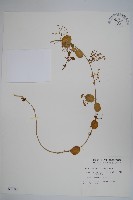 藏品(短柄鷗蔓)的圖片