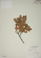 藏品(南嶺蕘花)的圖片