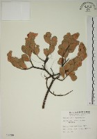 藏品(南嶺蕘花)的圖片