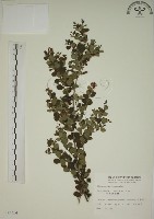 藏品(小葉黃鱔藤)的圖片