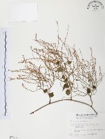 藏品(臺灣何首烏)的圖片