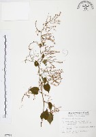 藏品(臺灣何首烏)的圖片