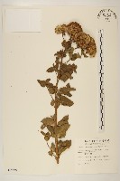 藏品(琉球澤蘭)的圖片