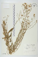 藏品(狗娃花)的圖片