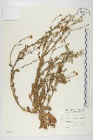 藏品(臺灣狗娃花)的圖片