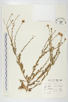 藏品(臺灣狗娃花)的圖片
