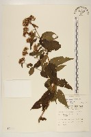 藏品(琉球澤蘭)的圖片