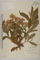 藏品(艾納香)的圖片