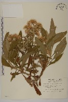 藏品(艾納香)的圖片