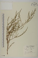 藏品(茵蔯蒿)的圖片