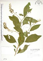 藏品(美洲商陸)的圖片