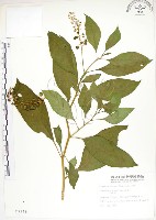 藏品(美洲商陸)的圖片