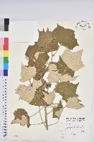 藏品(台灣白匏子)的圖片