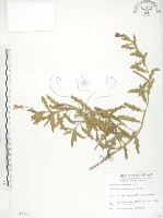 藏品(裂葉月見草)的圖片