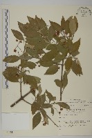 藏品(厚葉衛矛, 源一木)的圖片