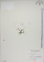 藏品(鹿角蘭、小鹿角蘭)的圖片