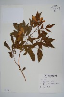 藏品(黃鐘花)的圖片