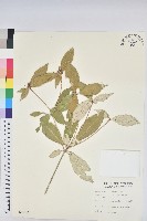 藏品(裡白巴豆)的圖片