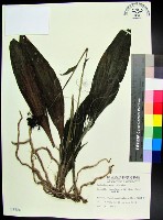 藏品(白鶴蘭)的圖片