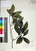 藏品(薄葉玉心花)的圖片