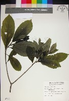 藏品(薄葉玉心花)的圖片