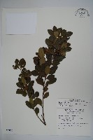 藏品(倒卵葉冬青、金平氏冬青)的圖片