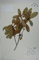 藏品(革葉冬青)的圖片