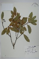 藏品(革葉冬青)的圖片