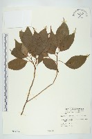 藏品(青莢葉)的圖片