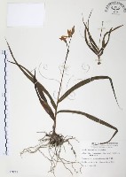 藏品(臺灣白及)的圖片