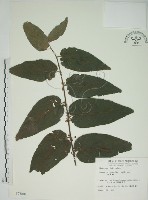 藏品(山黃麻)的圖片