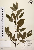 藏品(墨點櫻桃、黑星櫻)的圖片