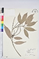 藏品(子彈石櫟、柯)的圖片