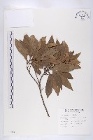 藏品(杜英、山杜英、蘭嶼杜英)的圖片