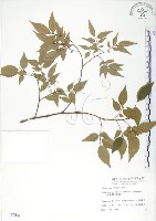 藏品(櫸、雞油)的圖片