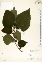 藏品(構樹)的圖片