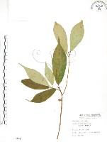 藏品(天仙果、臺灣榕)的圖片