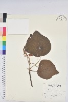 藏品(野桐)的圖片