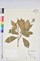 藏品(琴葉櫻)的圖片