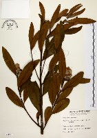 藏品(大頭茶)的圖片