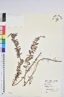 藏品(高山白珠樹)的圖片