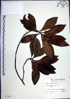 藏品(樹杞)的圖片