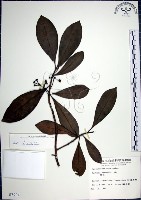 藏品(樹杞)的圖片