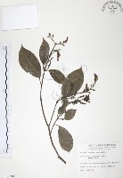 藏品(山香圓)的圖片