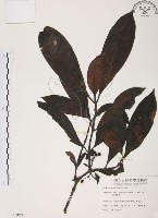 藏品(九節木、牛屎烏、青龍吐霧)的圖片