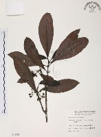 藏品(九節木、牛屎烏、青龍吐霧)的圖片