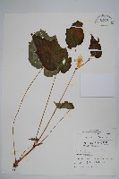 藏品(水鴨腳)的圖片