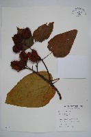 藏品(臙脂樹)的圖片